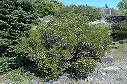 Vine Hill Manzanita (Arctostaphylos densiflora) at A Very Successful Garden Center