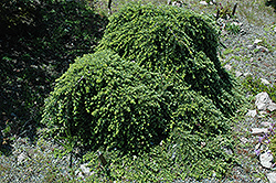 Thorsen's Weeping Hemlock (Tsuga heterophylla 'Thorsen's Weeping') at A Very Successful Garden Center