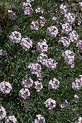 Fragrant Persian Stone Cress (Aethionema schistosum) at A Very Successful Garden Center