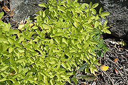 Thumbles Variety Oregano (Origanum vulgare 'Thumble's Variety') at Lakeshore Garden Centres
