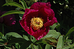 Wild Peony (Paeonia mascula) at A Very Successful Garden Center