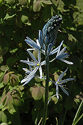 Wild Hyacinth (Camassia scilloides) at A Very Successful Garden Center