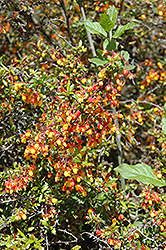 Semperflorens Coral Hedge Barberry (Berberis x stenophylla 'Semperflorens') at A Very Successful Garden Center