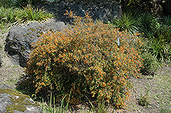 Semperflorens Coral Hedge Barberry (Berberis x stenophylla 'Semperflorens') at A Very Successful Garden Center
