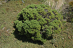 Cypress Hebe (Hebe cupressoides) at A Very Successful Garden Center