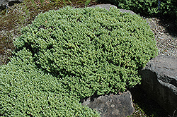 Sutherland Hebe (Hebe pinguifolia 'Sutherlandii') at Lakeshore Garden Centres