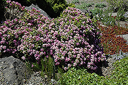 Collina Daphne (Daphne sericea 'Collina') at A Very Successful Garden Center