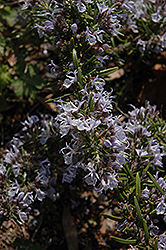 McConnell's Blue Rosemary (Rosmarinus officinalis 'McConnell's Blue') at A Very Successful Garden Center