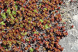 Two Row Stonecrop (Sedum spurium 'Purpurteppich') at A Very Successful Garden Center