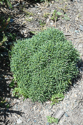 Small-Ness Cotton Lavender (Santolina chamaecyparissus 'Small-Ness') at Lakeshore Garden Centres
