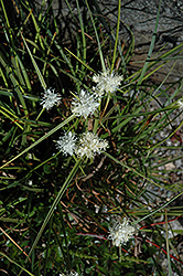 Mount Baldo Sedge (Carex baldensis) at Stonegate Gardens