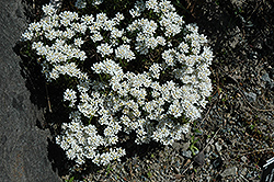 Snowflake Candytuft (Iberis sempervirens 'Snowflake') at A Very Successful Garden Center