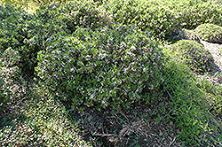 Tangutica Daphne (Daphne tangutica) at A Very Successful Garden Center