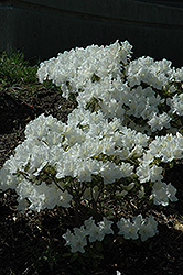 Hino White Azalea (Rhododendron 'Hino White') at A Very Successful Garden Center
