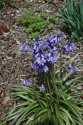 Blue Spanish Bluebell (Hyacinthoides hispanica 'Blue') at A Very Successful Garden Center