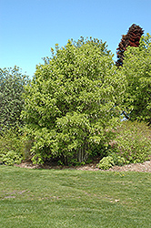 European Bladdernut (Staphylea pinnata) at A Very Successful Garden Center