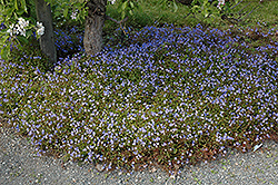 Georgia Blue Speedwell (Veronica peduncularis 'Georgia Blue') at A Very Successful Garden Center