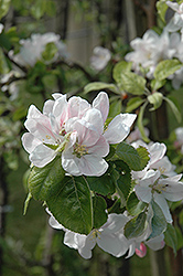 Summerland Apple (Malus 'Summerland') at A Very Successful Garden Center
