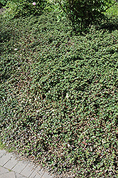 Formosan Carpet Creeping Taiwan Bramble (Rubus rolfei 'Formosan Carpet') at Lakeshore Garden Centres
