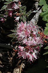 Spicifer Rhododendron (Rhododendron spiciferum) at A Very Successful Garden Center