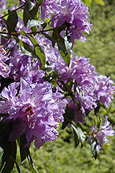 Ness' Best Rhododendron (Rhododendron augustinii 'Ness' Best') at Lakeshore Garden Centres