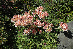 David Lam Rhododendron (Rhododendron 'David Lam') at A Very Successful Garden Center