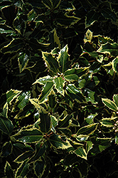 Gold Coast English Holly (Ilex aquifolium 'Monvila') at A Very Successful Garden Center