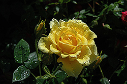Dorola Rose (Rosa 'MACshana') at Lakeshore Garden Centres