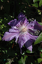 Sally Cadge Clematis (Clematis 'Sally Cadge') at Stonegate Gardens