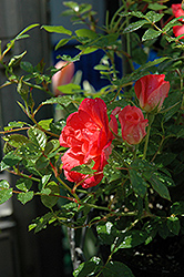 Orange Starina Rose (Rosa 'Orange Starina') at Stonegate Gardens