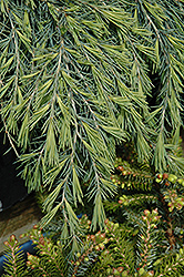 Feelin' Blue Deodar Cedar (Cedrus deodara 'Feelin' Blue') at A Very Successful Garden Center