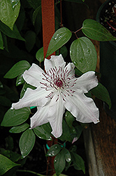 Eye Of The Storm Clematis (Clematis 'Vancouver Fragrant Star') at A Very Successful Garden Center