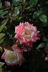 X-Rated Rose (Rosa 'TINx') at Stonegate Gardens