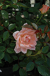 Flower Power Rose (Rosa 'Flower Power') at Stonegate Gardens