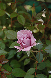 Lavender Crystal Rose (Rosa 'ASAlav') at Stonegate Gardens