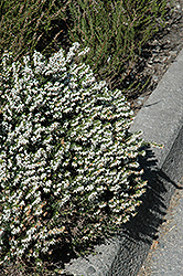 Springwood White Heath (Erica carnea 'Springwood White') at Stonegate Gardens
