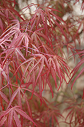 Ribbon-leaf Japanese Maple (Acer palmatum 'Atrolineare') at Stonegate Gardens
