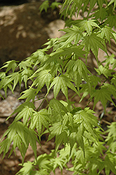 Green Coral Japanese Maple (Acer palmatum 'Green Coral') at Lakeshore Garden Centres