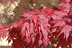 Oregon Sunset Japanese Maple (Acer palmatum 'Oregon Sunset') at A Very Successful Garden Center
