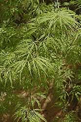 Filigree Green Lace Japanese Maple (Acer palmatum 'Filigree Green Lace') at A Very Successful Garden Center