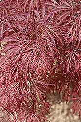 Ever Red Lace-Leaf Japanese Maple (Acer palmatum 'Ever Red') at Stonegate Gardens