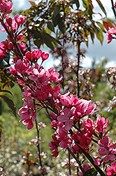 Show Time Flowering Crab (Malus 'Shotizam') at A Very Successful Garden Center