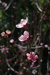 Indian Free Peach (Prunus persica 'Indian Free') at A Very Successful Garden Center