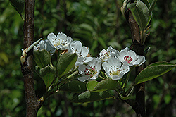 Shinseiki Asian Pear (Pyrus pyrifolia 'Shinseiki') at Lakeshore Garden Centres