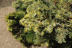 Verdoni Gold Hinoki Falsecypress (Chamaecyparis obtusa 'Verdoni Gold') at Stonegate Gardens