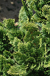 Well's Special Hinoki Falsecypress (Chamaecyparis obtusa 'Well's Special') at A Very Successful Garden Center