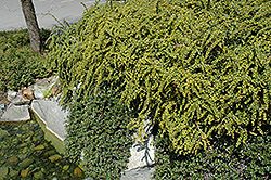 Wintergreen Barberry (Berberis julianae) at A Very Successful Garden Center