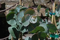 Silver Dollar Gum (Eucalyptus cinerea) at A Very Successful Garden Center
