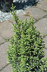Pencil Point Juniper (Juniperus communis 'Pencil Point') at Lakeshore Garden Centres