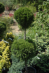 Spartan Juniper (pom pom) (Juniperus chinensis 'Spartan (pom pom)') at A Very Successful Garden Center